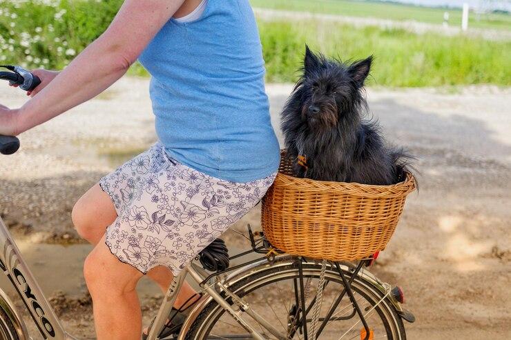 Un chien noir dans un panier à l'arrière d'un vélo