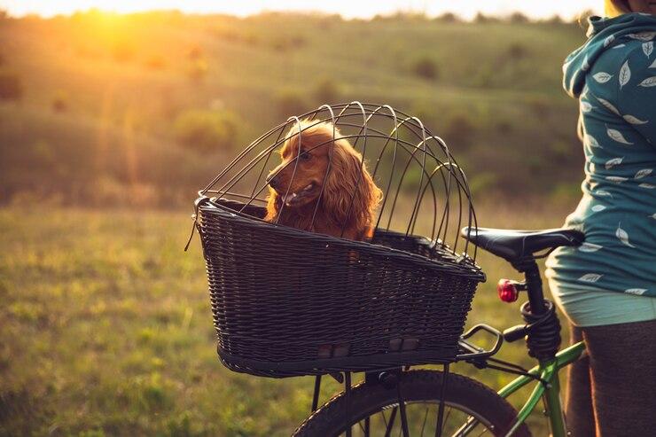 Un chien dans un panier de vélo